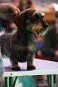 Crufts2011_2 1624